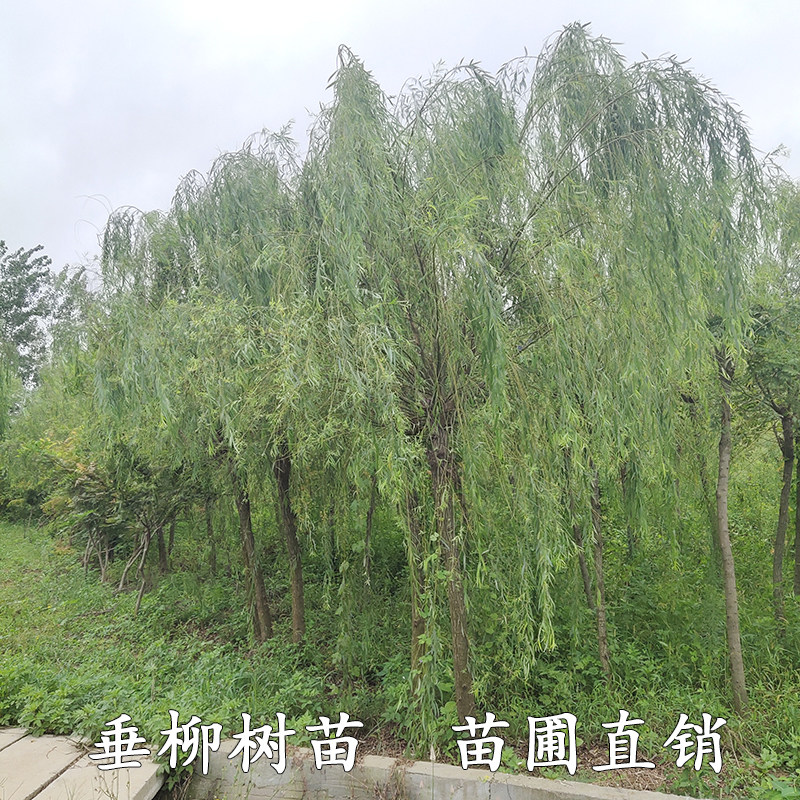 城市道路绿化行道树木柳树苗垂柳树苗垂柳直柳黄金柳竹柳易成活