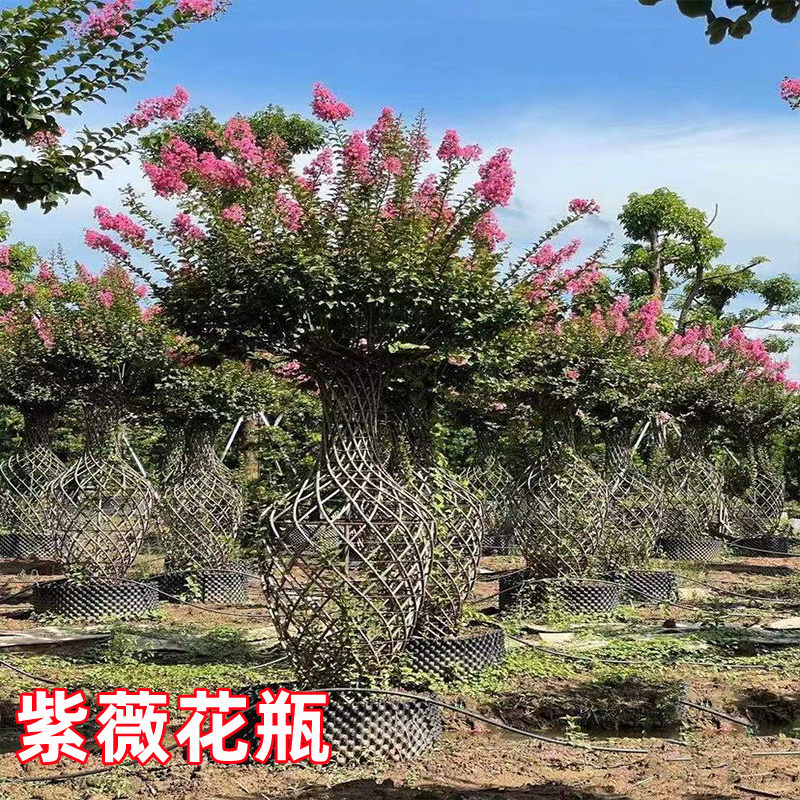 紫薇花瓶造型树编织造型树别墅庭院园林大型高档绿化风景树