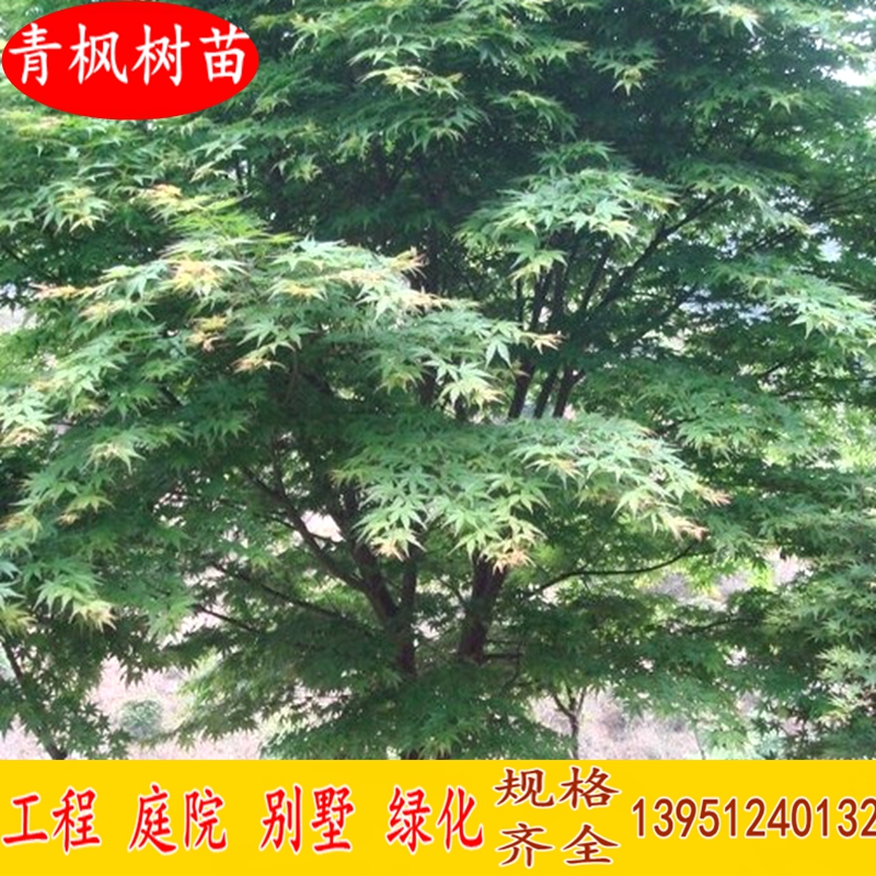 青枫树苗青枫小苗鸡爪槭树苗青枫苗红枫嫁接砧木绿化苗木庭院植物