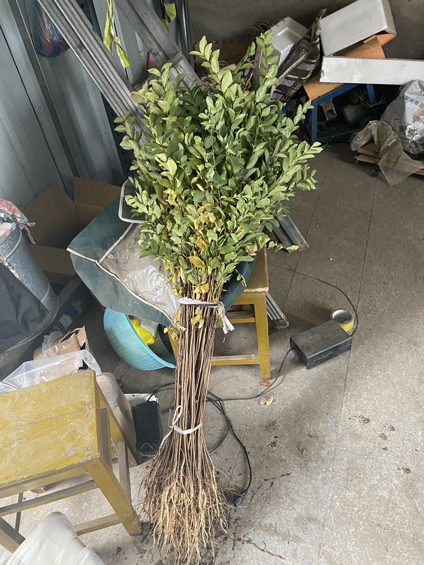 紫薇编织苗紫薇树苗紫薇花苗紫薇小苗红火箭百日红花瓶编织苗绿化