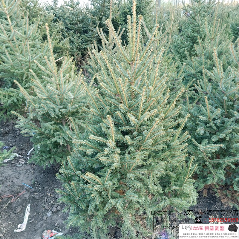 圣诞树盆栽真树活的挪威云杉真正的圣诞树松树真树圣诞节绿植