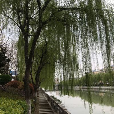 金柳金丝柳速生竹柳占地绿化苗木青皮垂柳黄小树苗柳树苗庭院道路