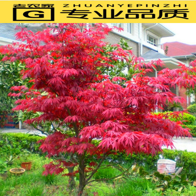 庭院红枫树苗盆栽四季花卉阳台植物别墅风景树耐寒日本红枫树盆景