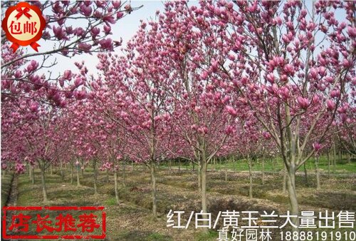 四季庭院玉兰树苗 红玉兰 白玉兰  紫玉兰 耐冻 绿化风景树苗木