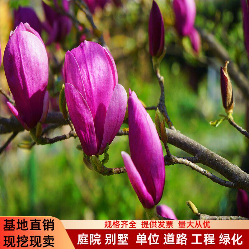 四季庭院玉兰树苗 红玉兰 白玉兰花 盆栽 紫玉兰 耐冻 绿化风景树