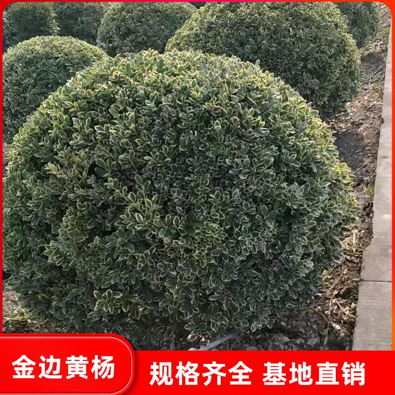 金边冬青球金边黄杨球形小叶黄杨树苗园林庭院绿化树苗木四季常青