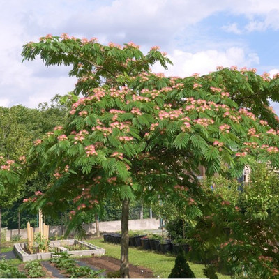 合欢树苗合欢苗绒花树苗芙蓉花树苗庭院盆栽合欢树苗绿化工程花苗