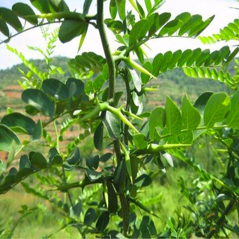 皂角树苗 皂荚树苗 皂刺树苗带刺大皂角药材树苗皂角小苗大刺皂角