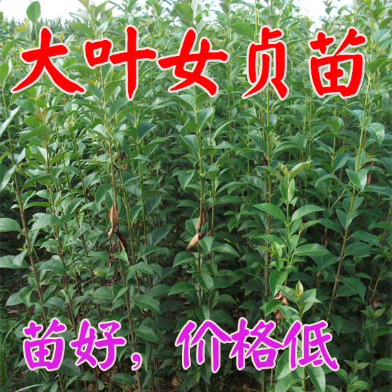 大叶女贞树苗高杆女贞冬青树行道树庭院植物园林绿化苗木包成