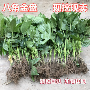 耐阴耐寒八角金盘小苗地被观叶植物好养庭院绿化苗木四季常青树苗