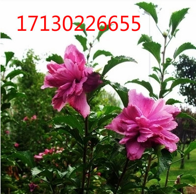 木槿树苗木槿花苗重瓣木槿  绿化庭院植物 篱笆墙 围栏苗
