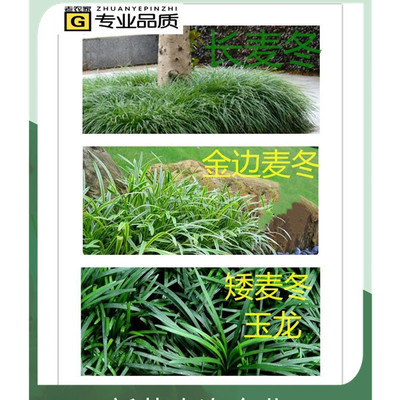 矮麦冬草耐寒庭院绿化草坪日本矮麦冬草玉龙草金边麦冬草细叶麦冬