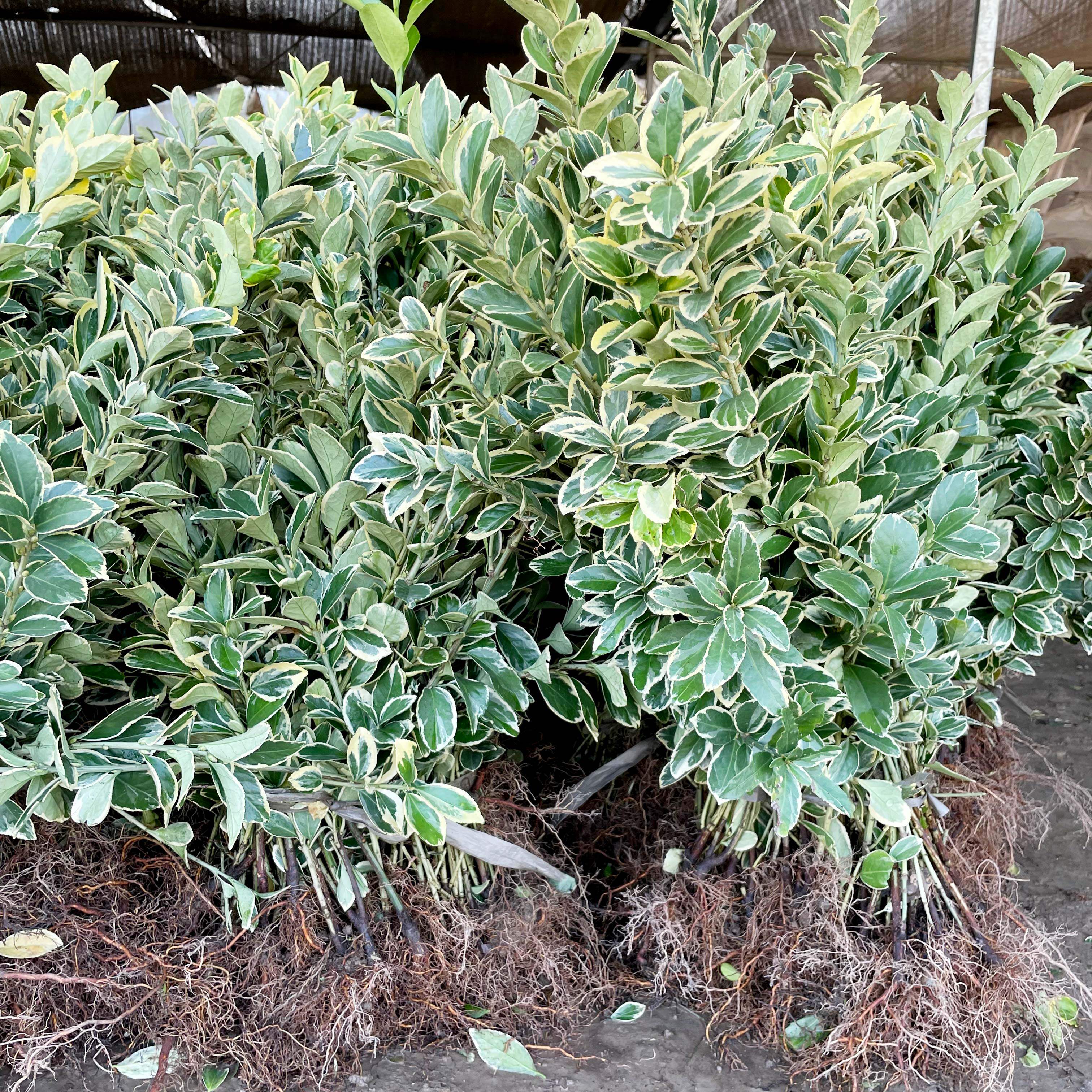 金边黄杨庭院绿化金边黄杨苗 绿篱色块苗 金边冬青苗 金边黄杨苗