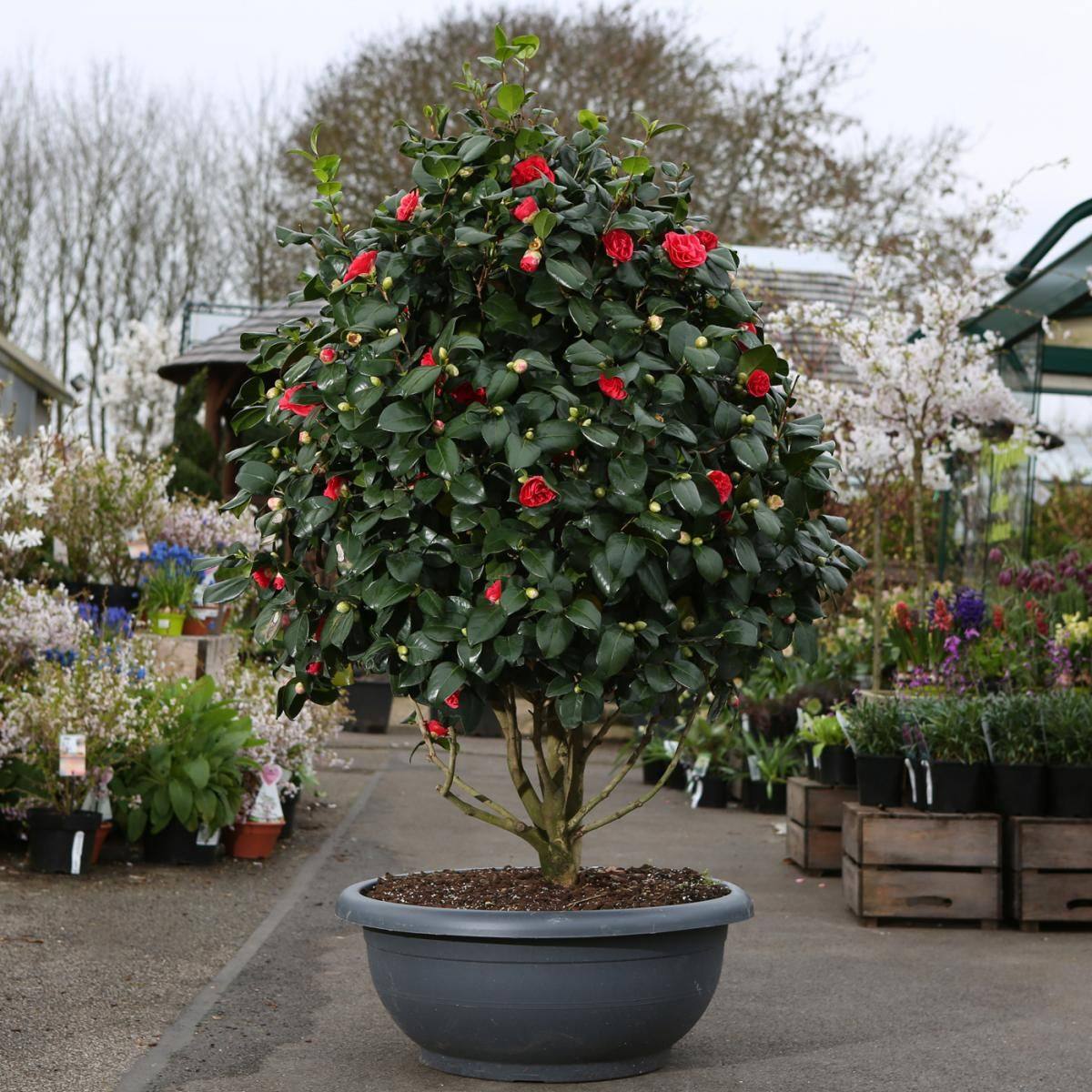 耐冬山茶花树苗庭院耐寒大型花卉四季常青植物耐冻茶花树苗绿植花