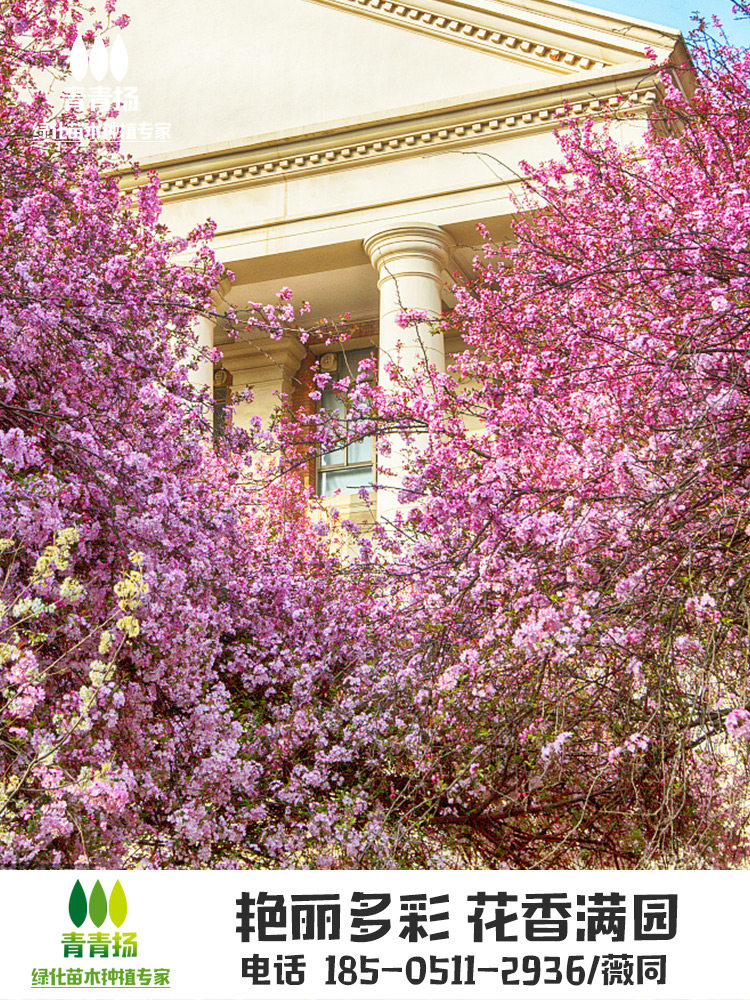 西府海棠树苗庭院大型垂丝日本北美香妃海棠花苗地栽北方种植四季