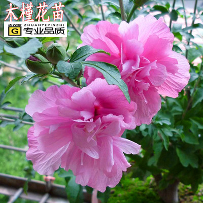 棒棒糖木槿花盆栽地栽阳台庭院重瓣粉红色当年开花食用木槿花树苗