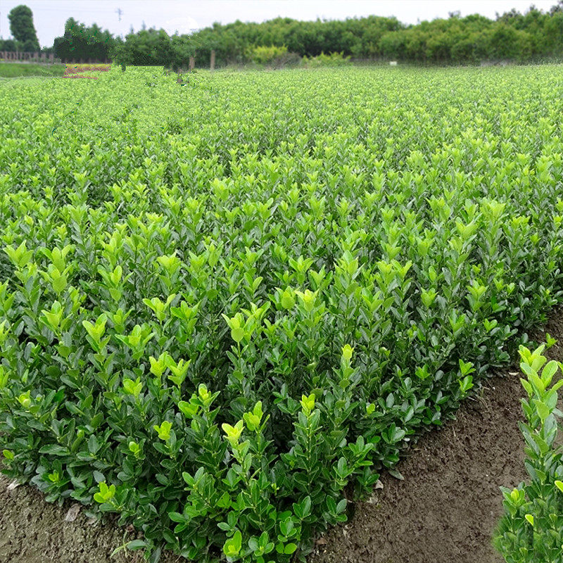 冬青苗庭院盆栽地栽绿化树苗南方北方种植大叶黄杨苗四季常青