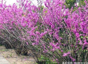 行道树紫荆树苗冠幅大满树花紫荆庭院景观绿化苗木用途广彩色树种