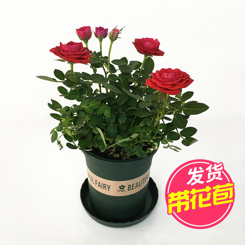 玫瑰花盆栽植物带花苞室内花卉四季开花不断迷你钻石玫瑰带盆花苗