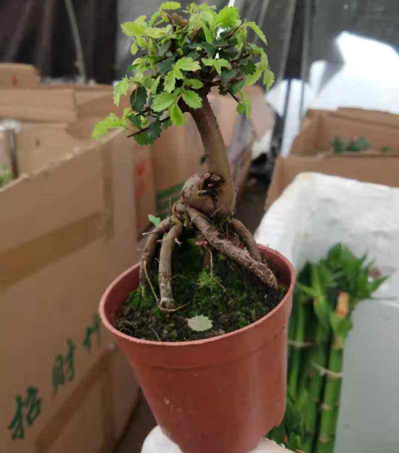 小榆树盆景盆栽树桩小叶榔榆熟盆露根微型小树桩现货水陆景观
