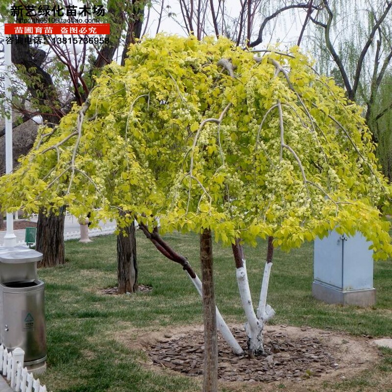 金叶垂榆绿化苗庭院风景观赏树金叶垂榆彩叶树家族中的新秀树种