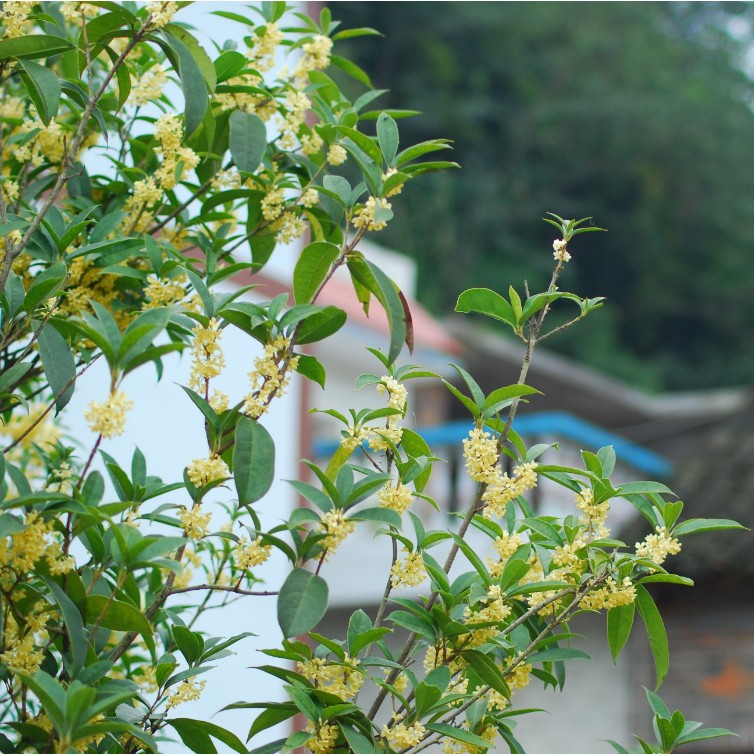 庭院绿植花卉树苗芳香观花植物八月桂花苗嫁接桂花金桂花金桂树苗