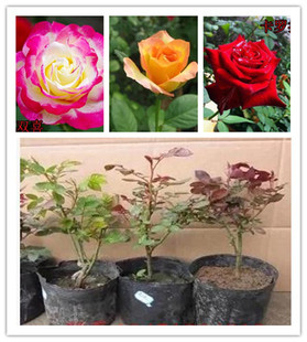 月季花苗大花浓香月月红玫瑰绿植物盆栽院子种带花苞发货四季开花
