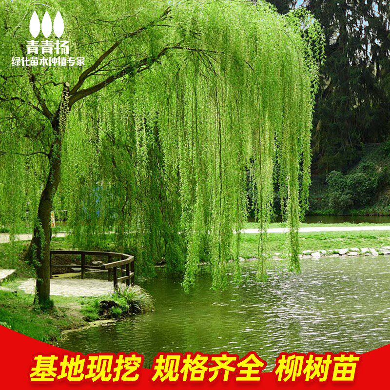 垂柳树苗速生黄金柳园林绿化庭院小苗河边行道大树金丝柳杨柳旱柳