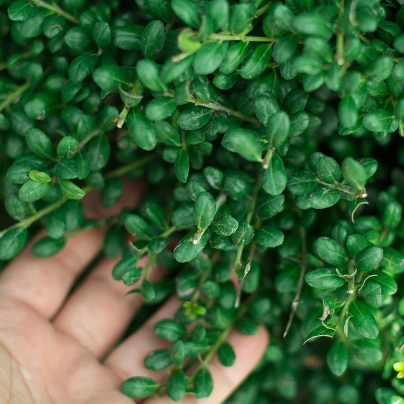 四季常青龟甲冬青树苗庭院篱笆耐寒植物盆栽别墅花坛绿化花卉苗木