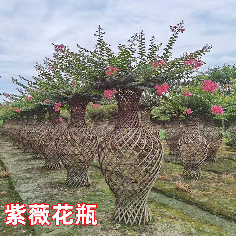 紫薇花瓶造型树编织造型树别墅庭院园林大型高档绿化风景树