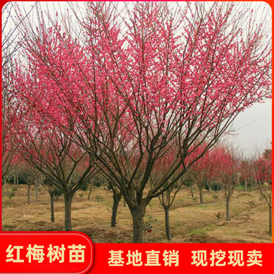 原生红梅树苗骨里红梅花树苗庭院地栽盆栽树桩当年开花大型绿化