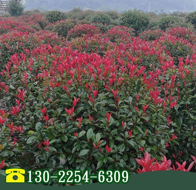 红叶石楠红花继木树苗园林别墅庭院绿化小苗球型红叶石楠绿篱树苗