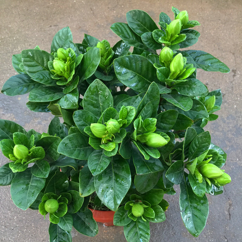 牡丹栀子花绿植物盆栽花卉 大叶小叶栀子花 带花苞比桂花还香包邮