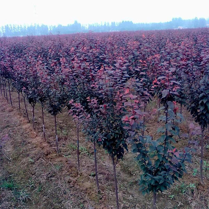 苗圃直销园林绿化苗行道树庭院植物花卉紫叶李树苗红叶李苗李子苗