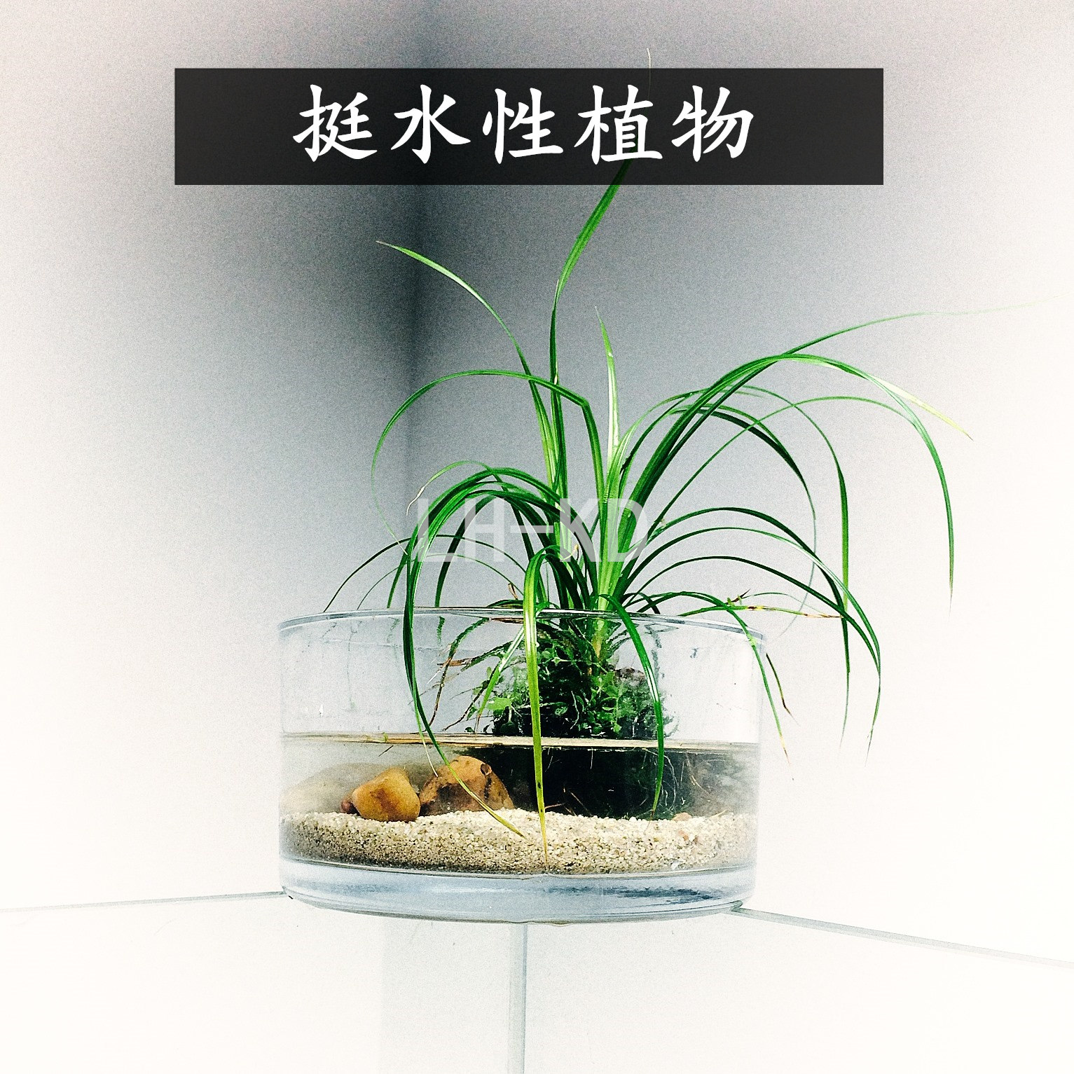 水兰菖蒲鱼缸造景装饰套餐阴性水草水榕新手水草种子原生缸造景