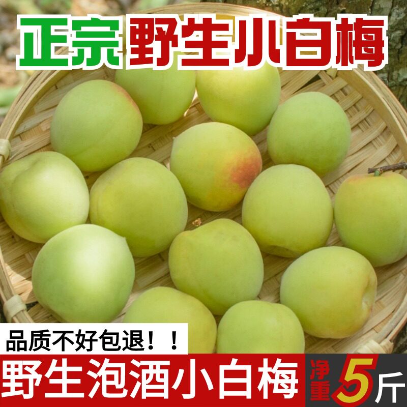 野生小白梅5斤诏安青梅高山现摘新鲜白粉梅泡酒酵素酸脆孕妇水果