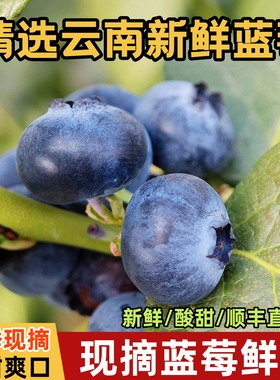 【顺丰】云南蓝莓新鲜现摘6盒大果L25花香蓝莓当季鲜果整箱孕妇果