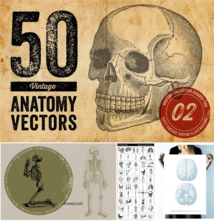 [725]AI矢量设计素材 50张复古人体解剖部位手绘线稿图含PNG