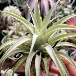 甜肉母本 卡比银玫瑰856