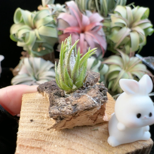 美花品种 s烧297