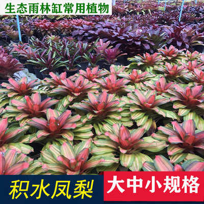 空气进口微景观积水凤梨