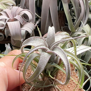 台湾墨卷X红卷 819