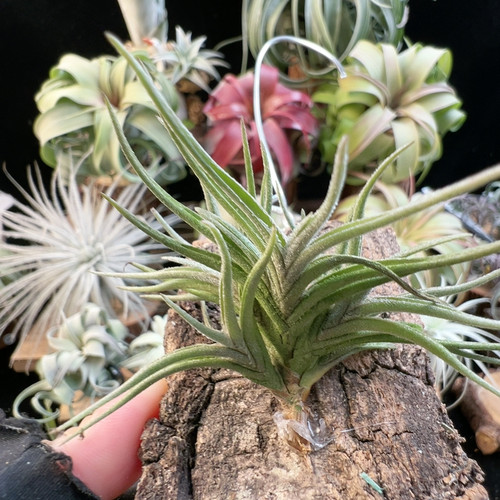 小型品种 扁担西施40