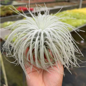 空气凤梨鸡毛掸子花卉