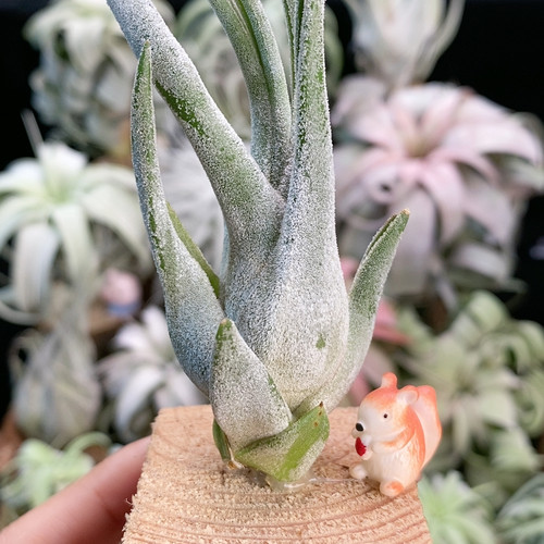巨型ty侧芽313