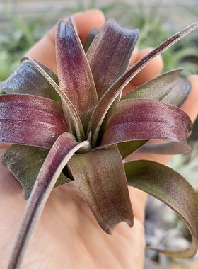 紫色 台湾 BCx巨兽441