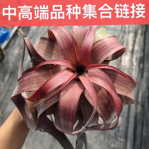 空气凤梨阳台客厅美观趣味