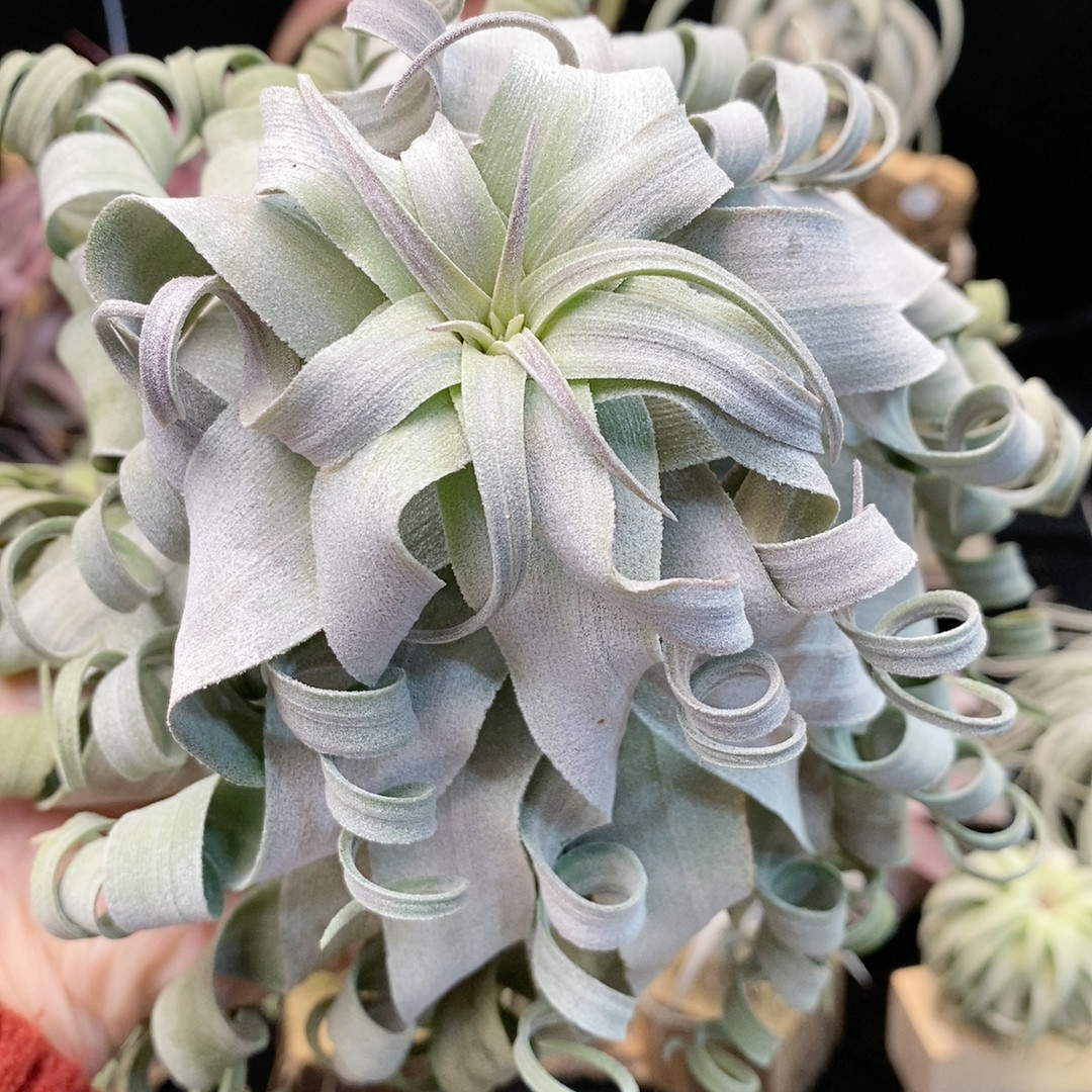 福利花期长叶电卷325,鲜花速递/花卉仿真/绿植园艺,绿植,淘宝优惠券,粉丝福利购,淘宝优惠卷