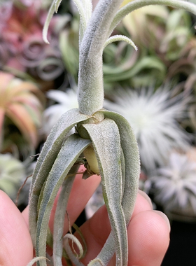 香花品种 宽叶电卷棒342