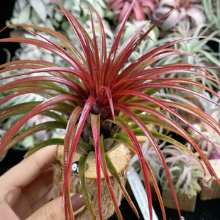 新年喜庆款 红雨林 533